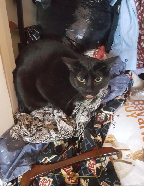 /Images/uploads/Friends of Seal Beach Animal Care Center/2022sbacc/entries/21529thumb.jpg